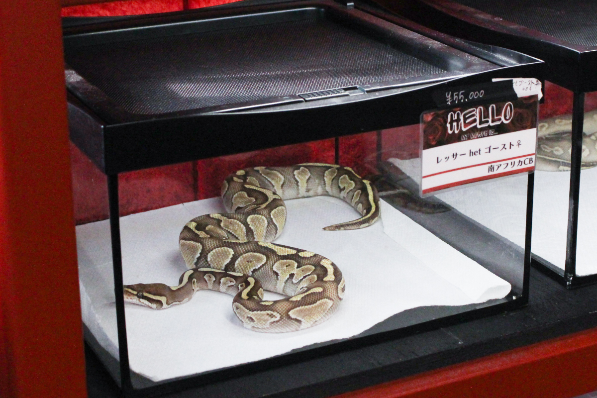 販売されているボールパイソンの様子