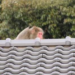 動物園じゃないよ。